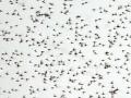 01-DSC01731-