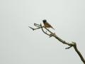 04-DSC01715-
