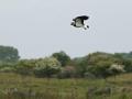 11-DSC01826-