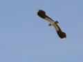 12-DSC04446-