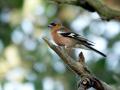 17-DSC01902-