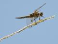 26-DSC02031-