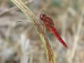31-DSC02323-