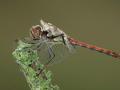 35-DSC06215-