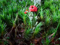 11-DSC00931-