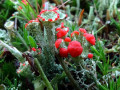 12-DSC00882-