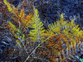 24-DSC00918-