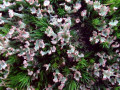 27-DSC00978-
