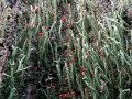 41-DSC00781-