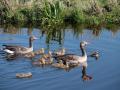 grauwe-gans_P1011810