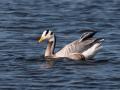 Indische Gans_P1011850