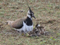 Kievit_203239