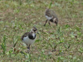 Kievit_203612