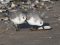 Drieteenstrandloper_212135