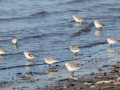 Drieteenstrandloper_212146