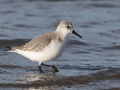 Drieteenstrandloper_212152