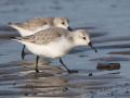 Drieteenstrandloper_212160