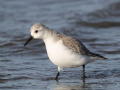 Drieteenstrandloper_212174