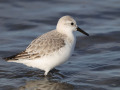 Drieteenstrandloper_212209