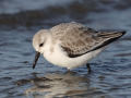 Drieteenstrandloper_212212