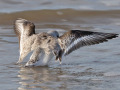 Drieteenstrandloper_212227