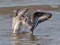 Drieteenstrandloper_212230