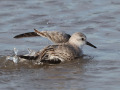 Drieteenstrandloper_212241