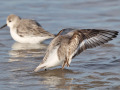 Drieteenstrandloper_212273