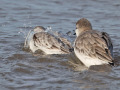 Drieteenstrandloper_212283