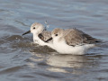 Drieteenstrandloper_212288