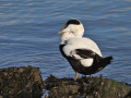 Eider_205858