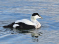 Eider_206062