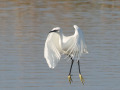 Kleine-zilverreiger1_205468