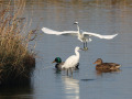 Kleine-zilverreiger_205467
