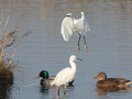 Kleine-zilverreiger_205468