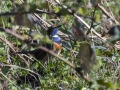 Blauwborst1-Poelgeest