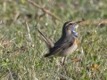 Blauwborst2-Poelgeest