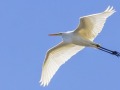 Grote-zilverreiger-Poelgeest