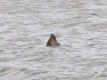 Gewone-Zeehond