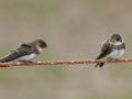 Oeverzwaluw_1440