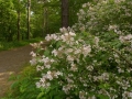004 Noordduinen Kolkwitziakl