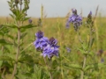 026  Brede ereprijs Wantveld Katwijkkl