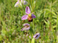 Bijenorchis-close-up