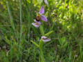 Bijenorchis