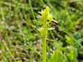 Close-up-Groenknolorchis