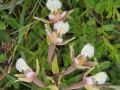Close-up-Moeraswespenorchis