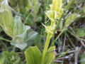Groenknolorchis