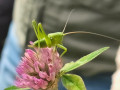 Grote-groene-sabelsprinkhaan