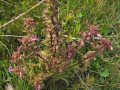 Moeraskartelblad