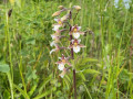 Moeraswespenorchis